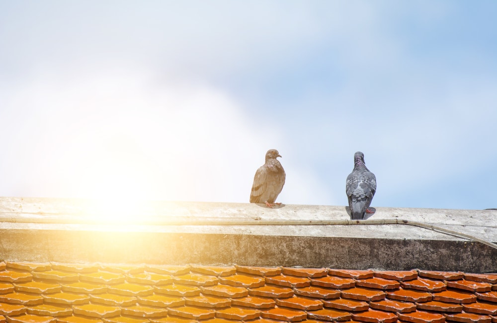 Taubenkot entfernen Roth - Amin GmbH